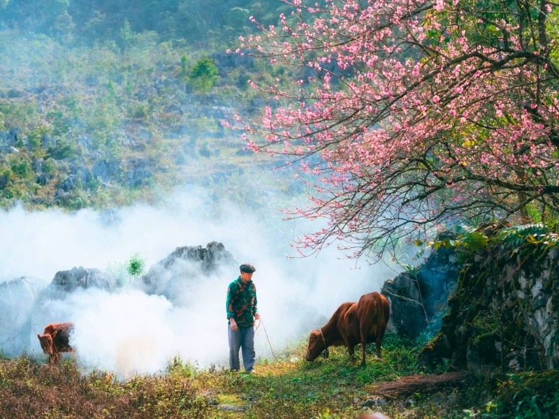 Les fleurs de pruniers dévoilent la beauté paisible de Ha Giang au printemps