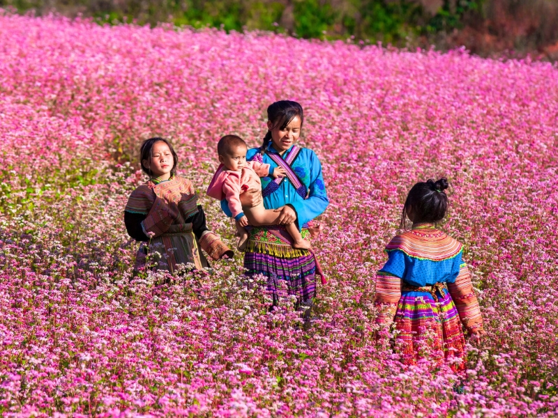 Un champs de fleurs de sarrasin à Ha Giang