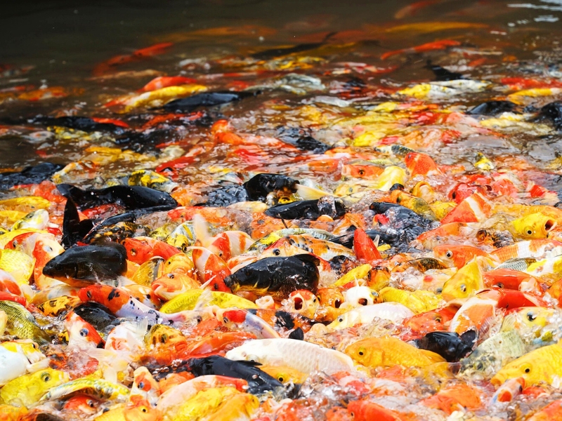 Les carpes koï multicolores à Côn Son