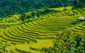 Primavera rigogliosa a Ha Giang