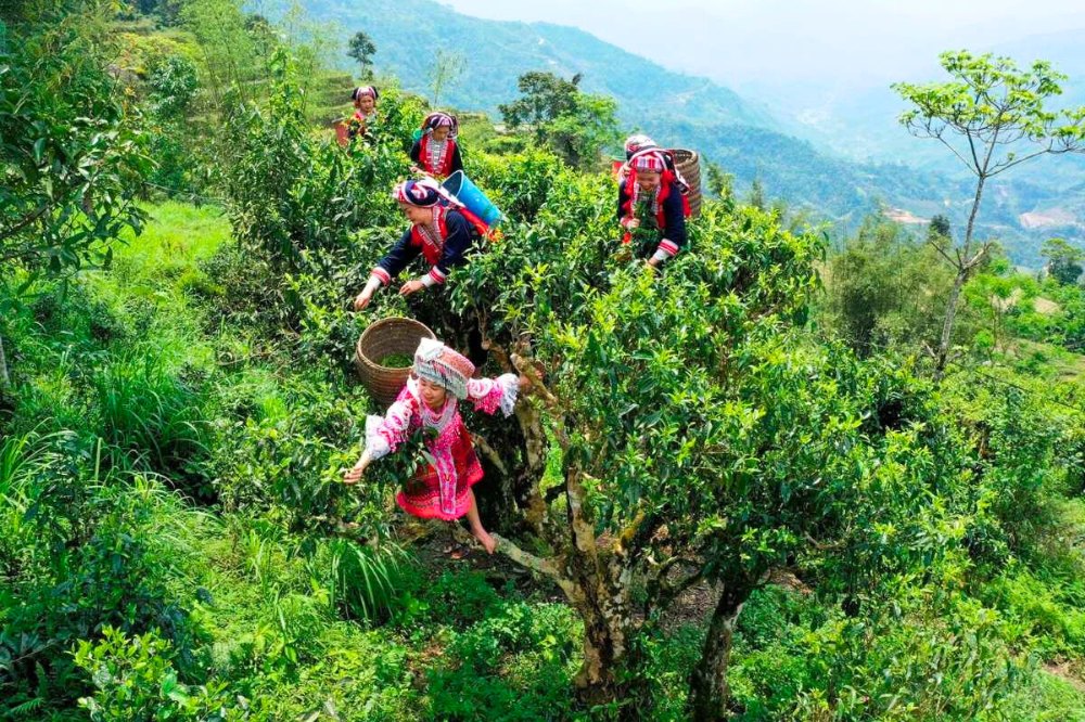 Récolte du thé Shan Tuyêt dans les montagnes de Ha Giang