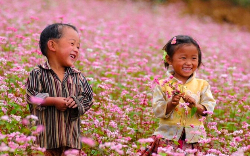 Saison des fleurs de sarrasin à Cao Bang