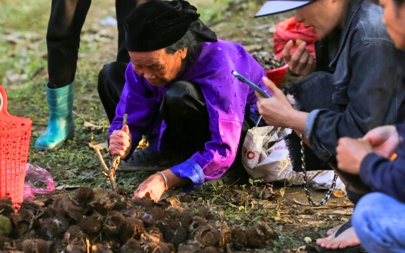 Les visiteurs peuvent vivre l’expérience de la cueillette des châtaignes et préparer un plat directement dans le verger