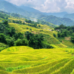 Y linh ho lao chai sapa vietnam