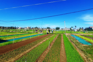 tra que hoi an eco tour