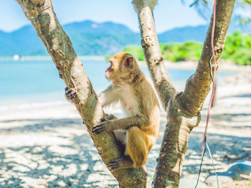 Hon Lao (île des Singes)