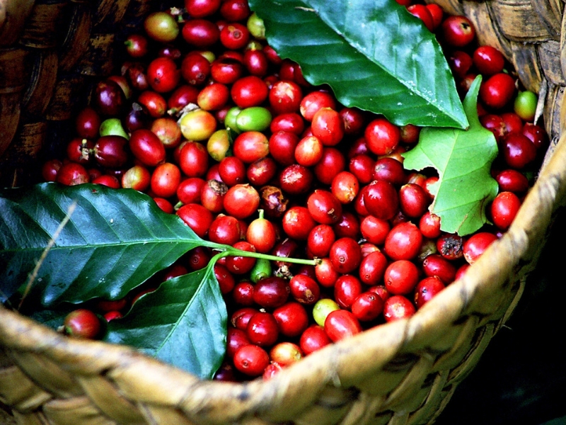 Ca phe che (Arabica), cultivé dans les montagnes de Dalat – un café doux et parfumé aux notes florales.