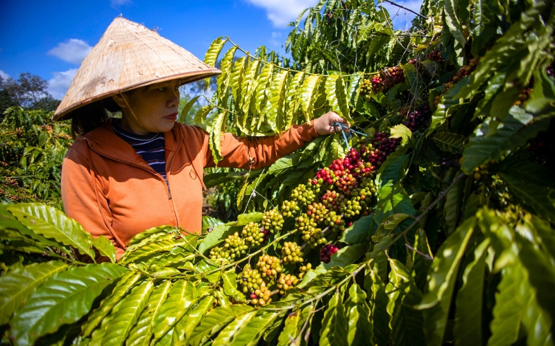 Caffè vietnamita – Sapore autentico della vita
