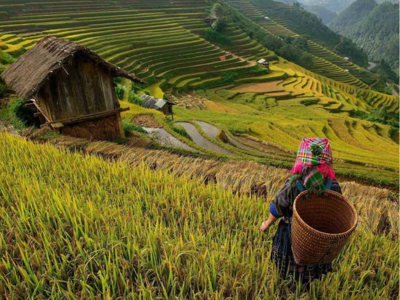 Pu Luong Vietnam : Guida completa per scoprire la riserva naturale