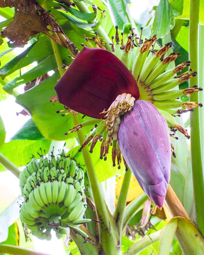 Bap chuoi (Fleur de bananier)