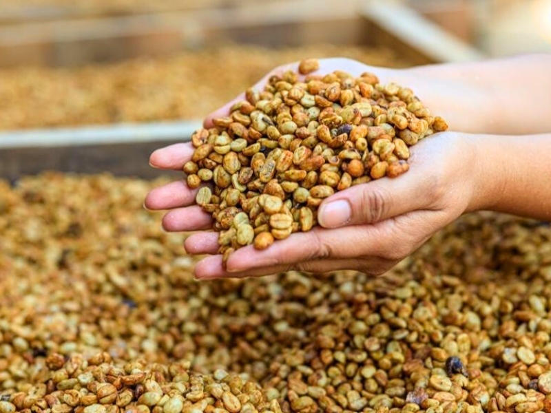 La qualité du café, dans cette méthode, dépend du soleil et du savoir-faire du producteur