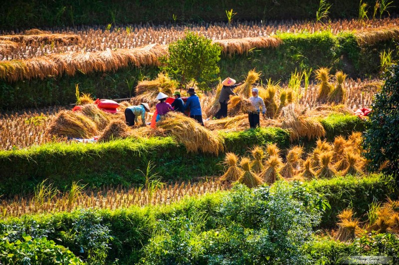 Le risaie del Vietnam : un paesaggio culturale e vivente