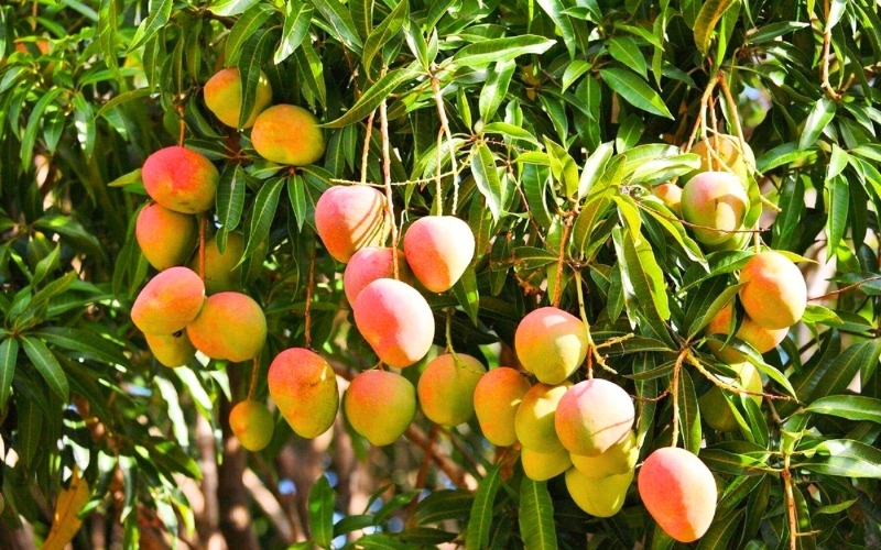 Manguier au Vietnam, lourdement chargé de fruits