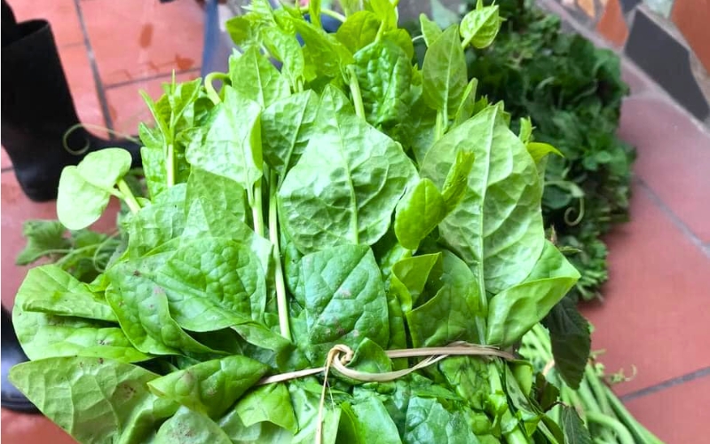 Mong toi, l’épinard de Malabar, un classique des soupes et plats sautés vietnamiens