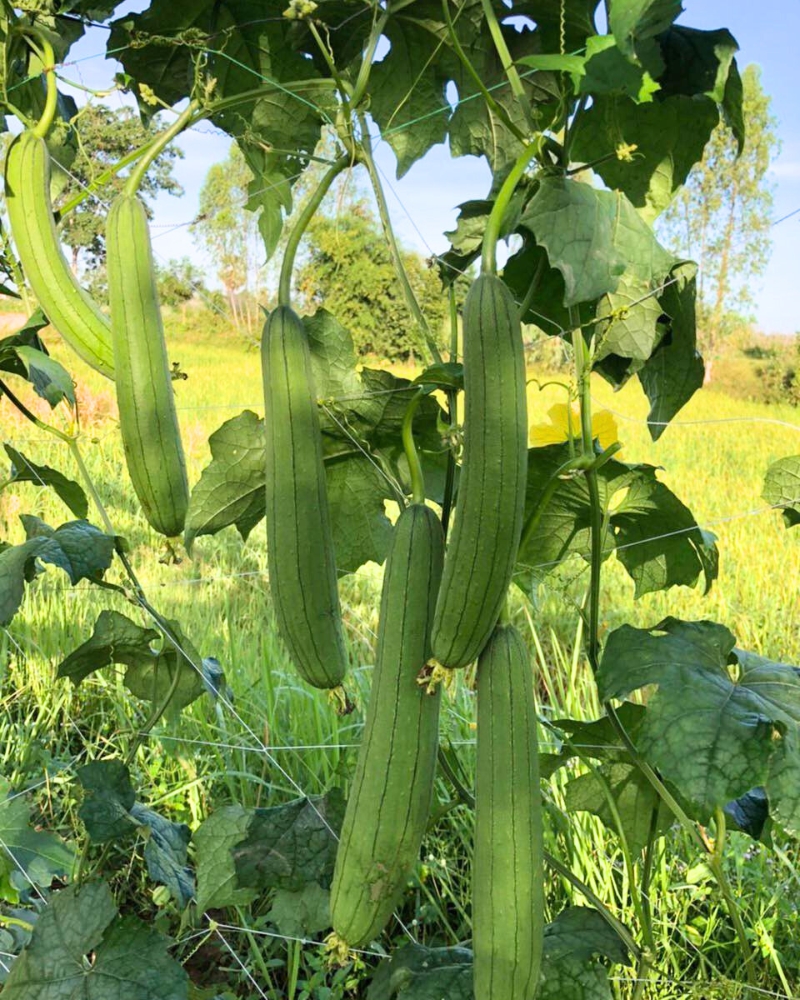 Muop (Courge éponge)