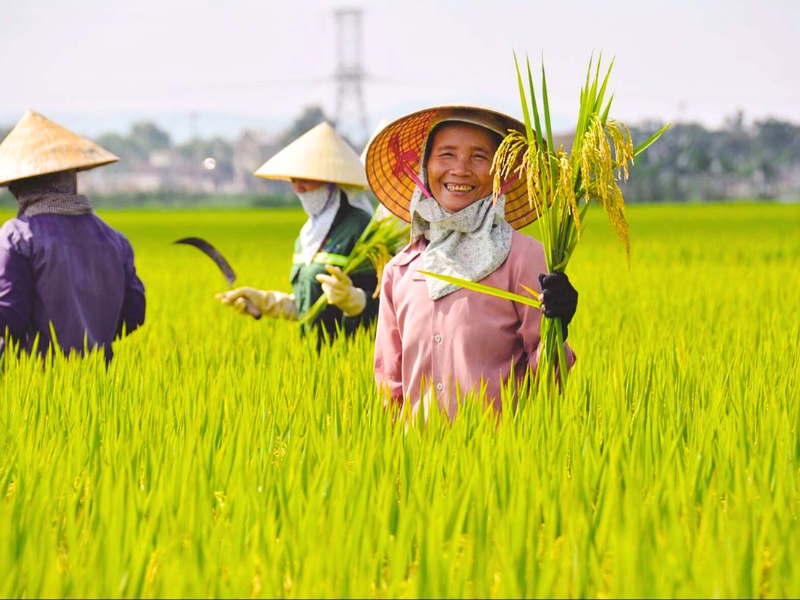 Le chapeau conique est un accessoire indispensable des paysans vietnamiens