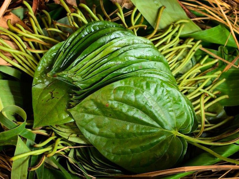 Il betel in Vietnam