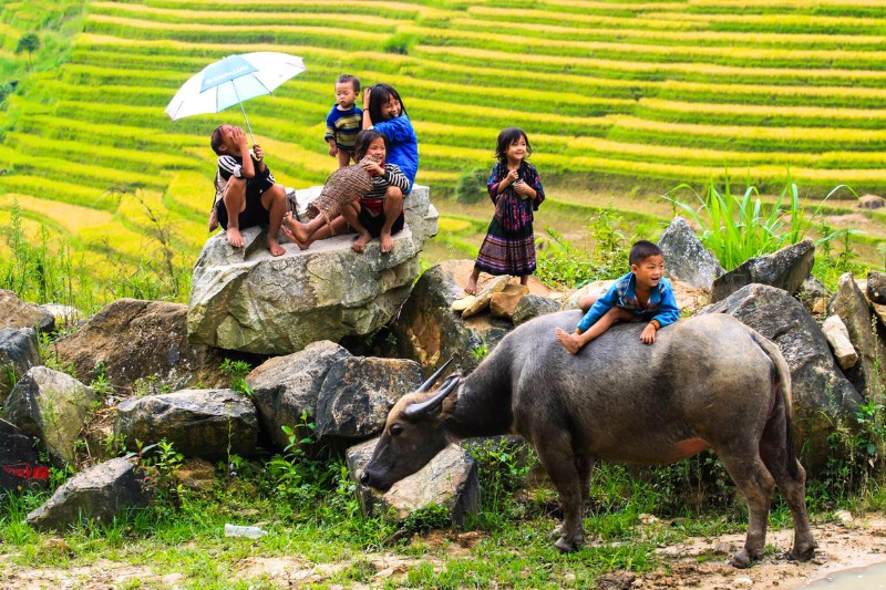 Il bufalo nella vita dei vietnamiti