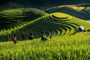 mu cang chai - yen bai