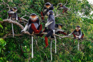 parco nazionale di cuc phuong